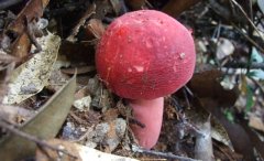 毒蘑菇顏色艷，一起煮大蒜會(huì)發(fā)黑？真的嗎？