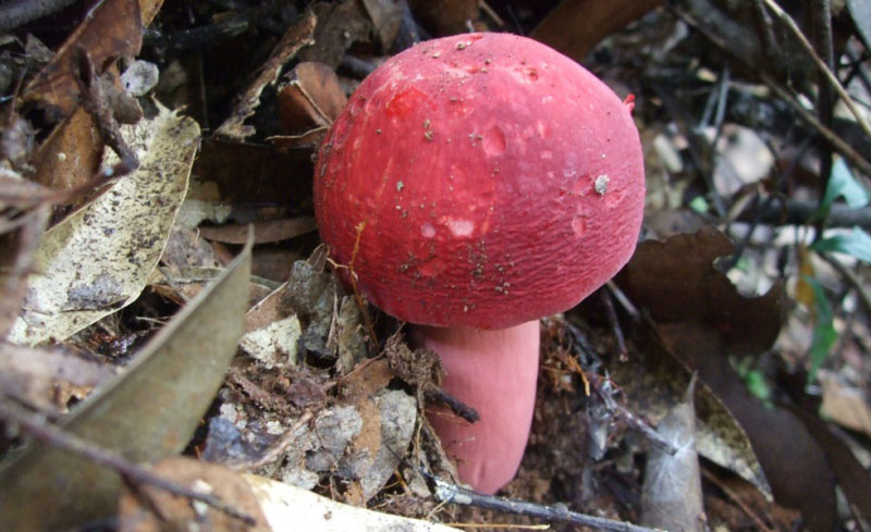 毒蘑菇顏色艷，一起煮大蒜會(huì)發(fā)黑？真的假的？