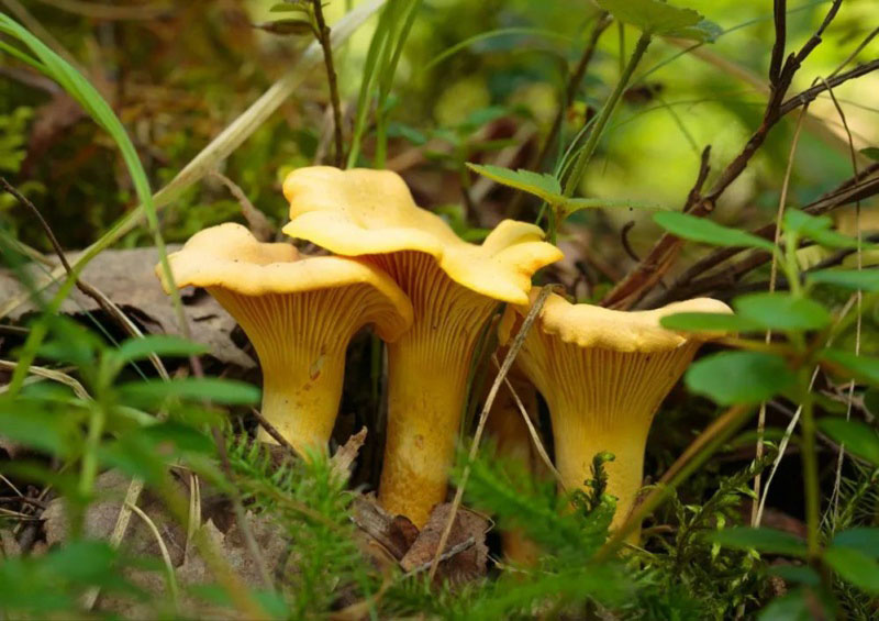 毒蘑菇顏色艷，一起煮大蒜會(huì)發(fā)黑？真的假的？